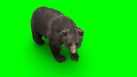 standing bear. green screen realistic animation.