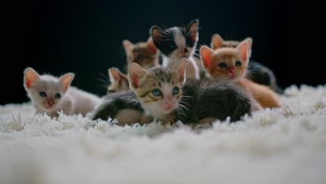 group of kittens