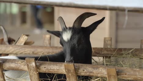 stable shot, black cute goat with two horns eating dry grass