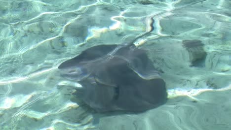 Schwimmen-Mit-Stachelrochen-In-Bora-Bora,-Französisch-Polynesien