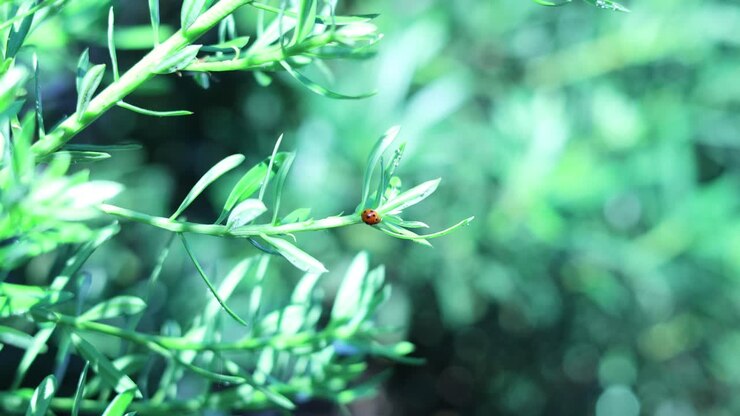 Ladybug crawls along the green plant leaves.