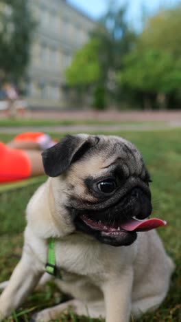 un cachorro en un parque.