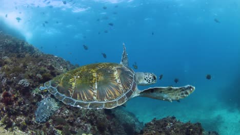Lovely-Green-Sea-Turtle-casually-swimming-in-the-warm-tropical-ocean