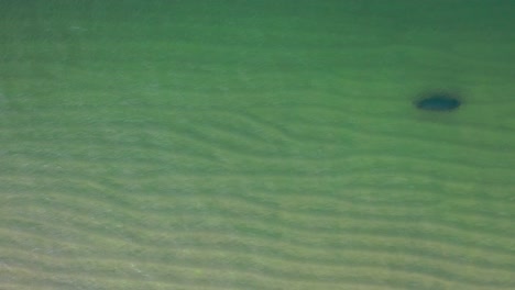 Following-from-above-a-solitary-seal-swims-under-the-water-following-the-coastline