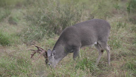 whitetail bucks in texas, usa