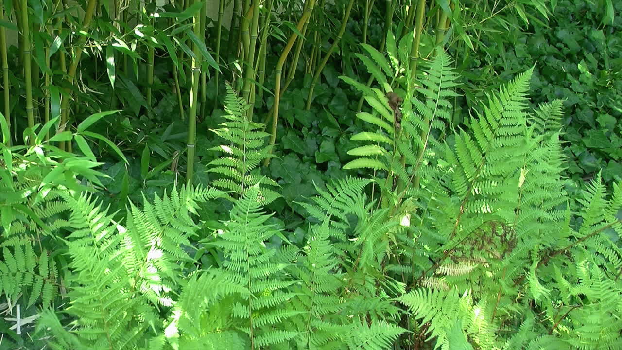 папоротники, плющ и бамбук, растущие в японском саду