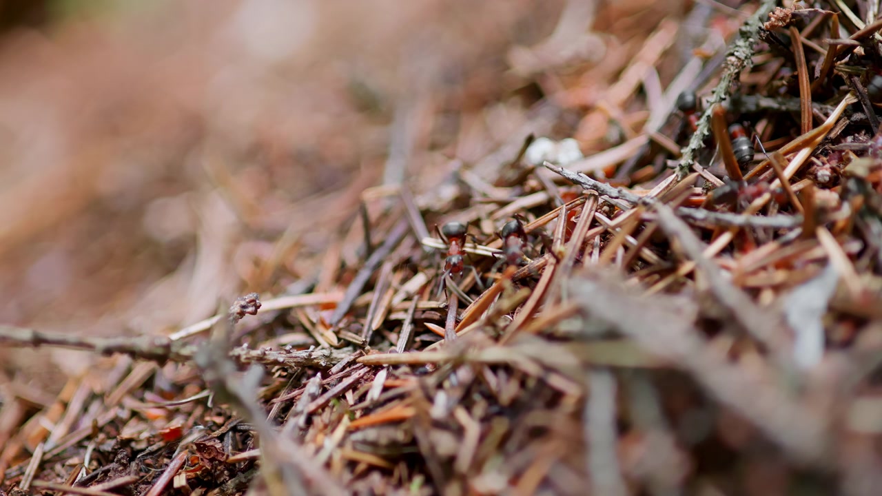 Macro Shot of Busy Ants Moving on a Forest Anthill