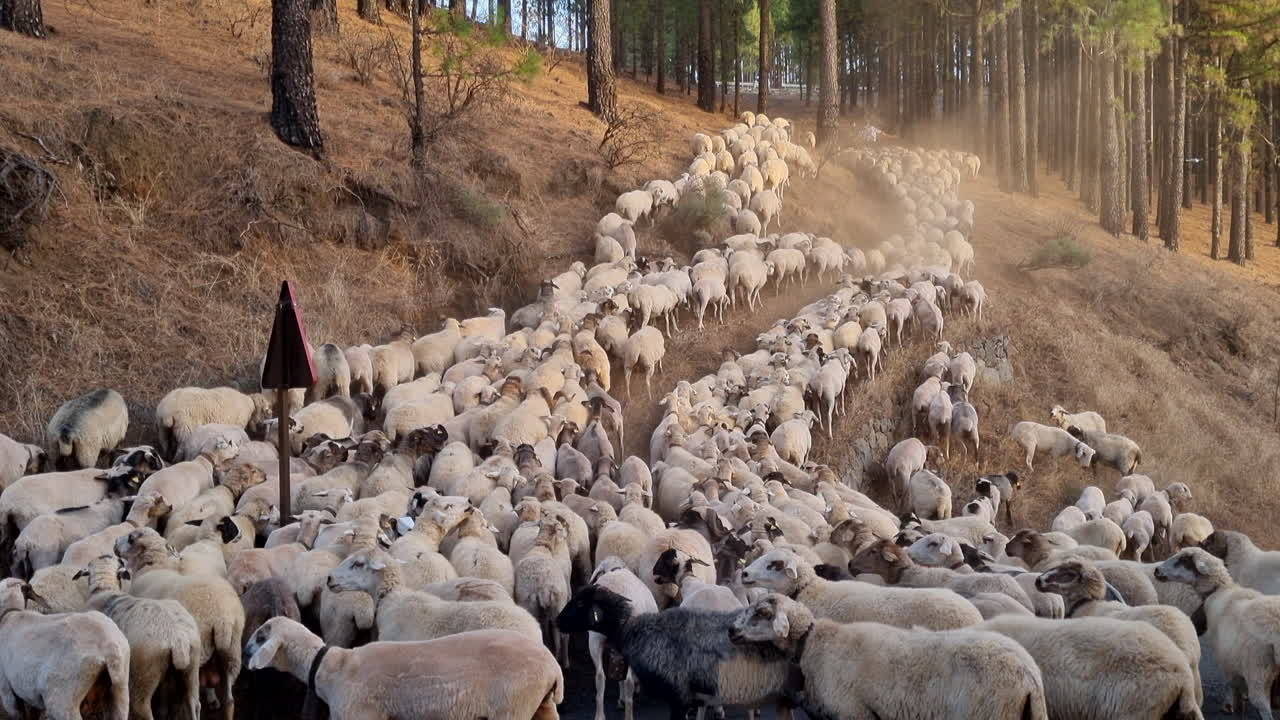 gran rebaño de ovejas blancas subiendo una pendiente en un bosque diurno con árboles altos