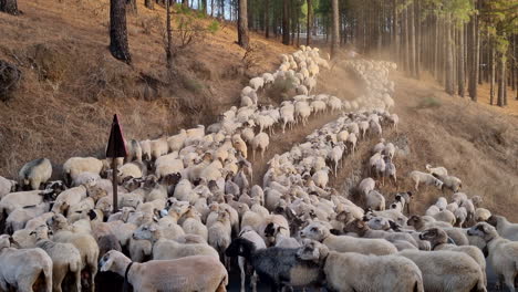 Gran-Rebaño-De-Ovejas-Blancas-Subiendo-Una-Pendiente-En-Un-Bosque-Diurno-Con-árboles-Altos