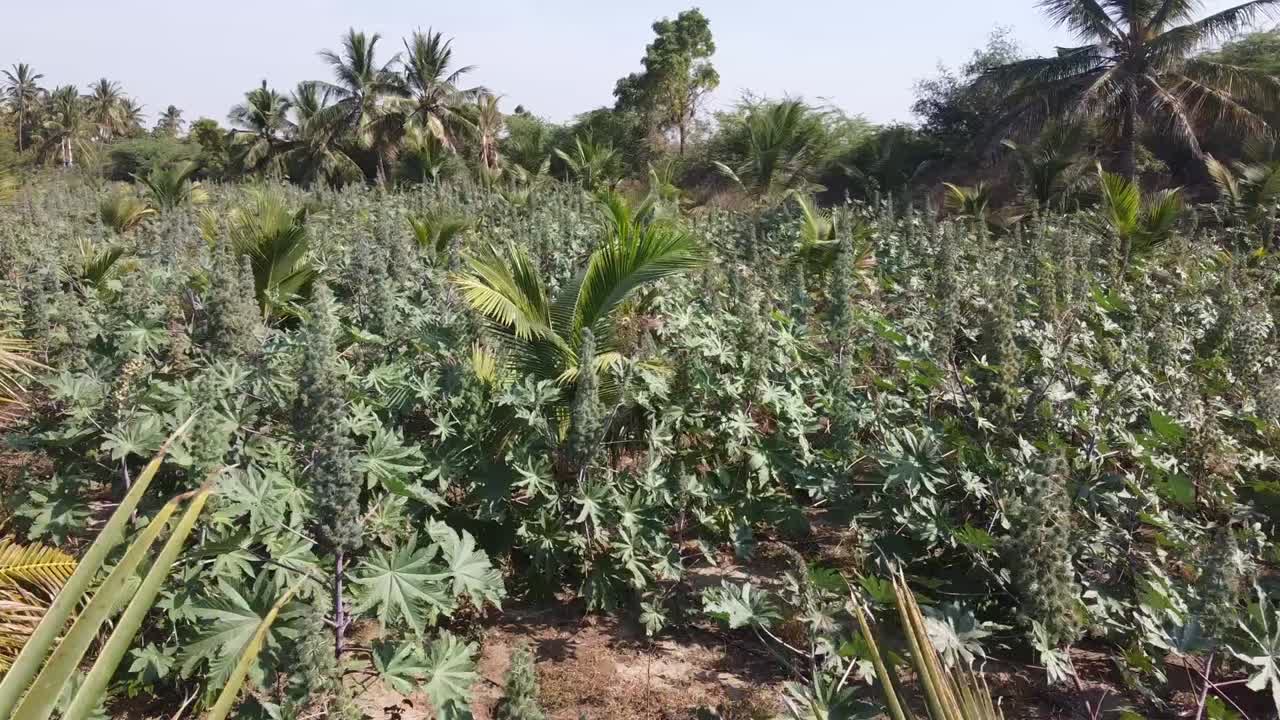 Beautiful aerial view of castor oil plants farm cinematic shot drone shot