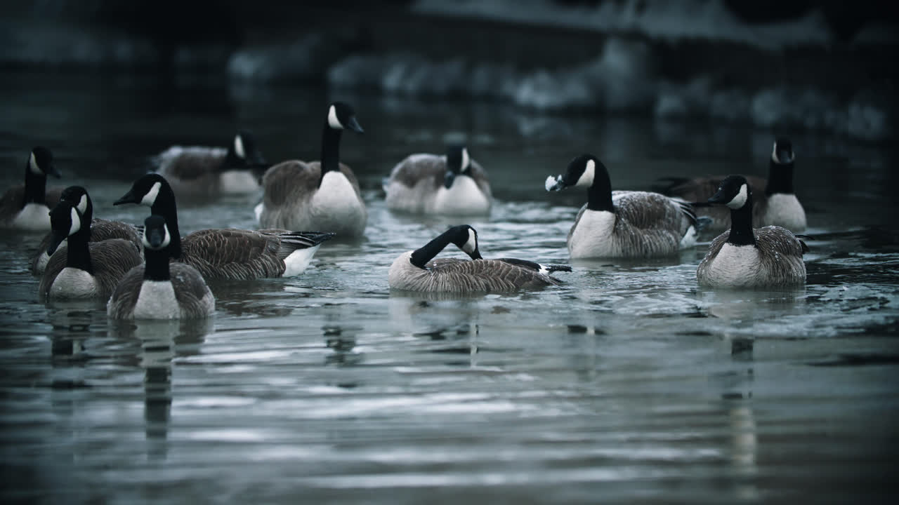 bandada de gansos canadienses salvajes chapoteando y bañándose en aguas tranquilas del lago