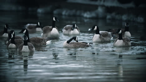 flock of wild canadian geese splashing and bathing in calm lake water