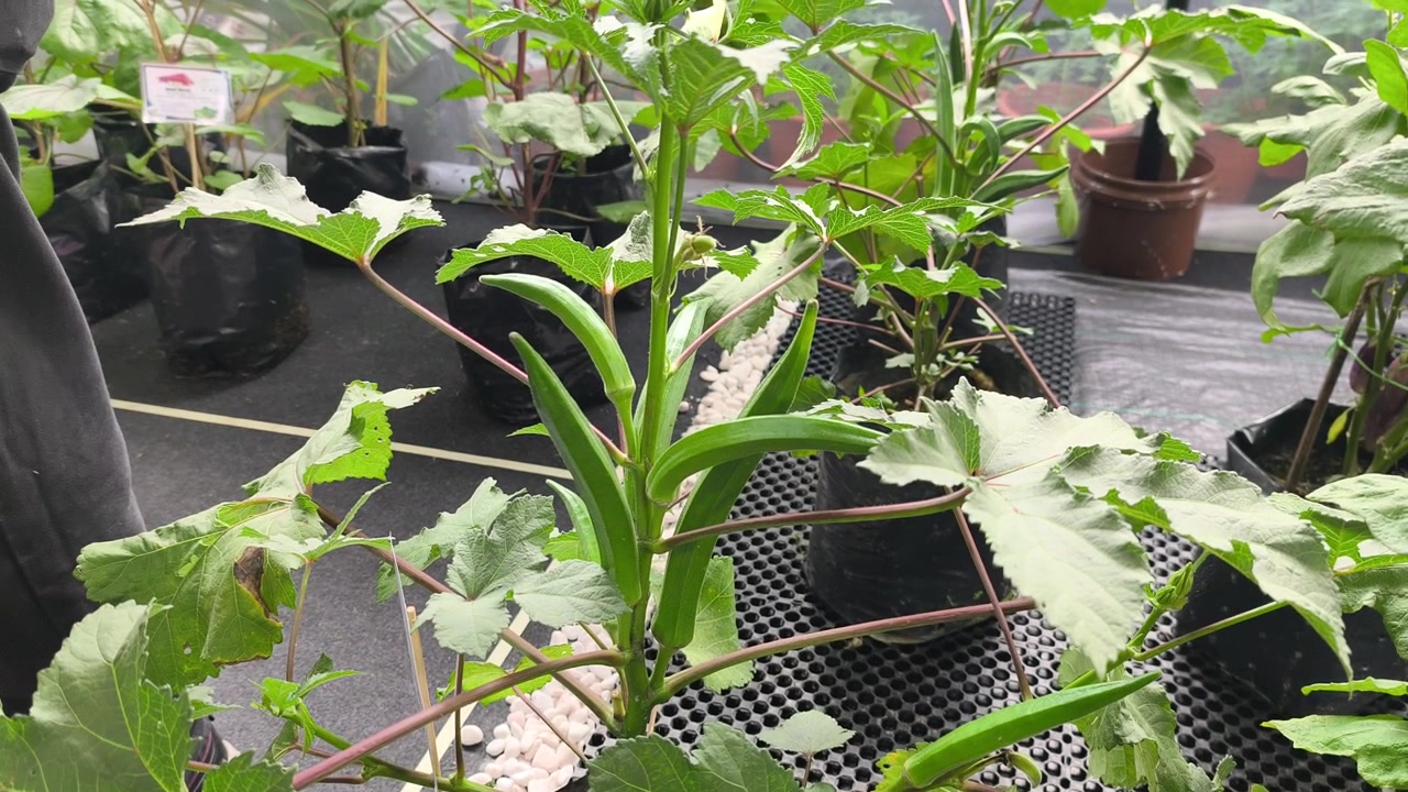 Plantas de okra maduras crecen vigorosamente dentro de bolsas de polietileno negras. El invernadero cuenta con paredes de malla fina para proteger el cultivo del daño de insectos. Vainas verdes frescas listas para la cosecha