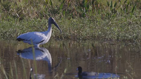 wood stork grazing in shallow water wetland