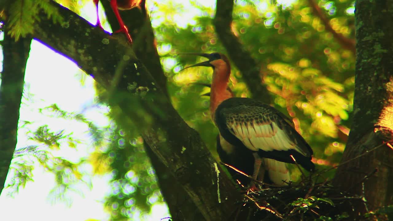 tres aves adultas de ibis de garganta blanca luchando en un nido en un árbol