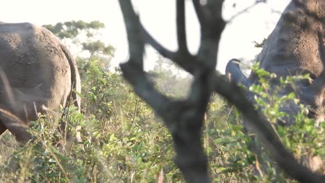 Manada-De-Rinocerontes-Blancos-Pastando-En-Las-Praderas-Del-Parque-Nacional-Kruger-En-Sudáfrica