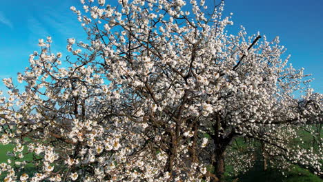 cherry tree in full blossom on sunny day