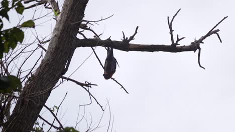 bat hanging upside down from tree branch during the daytime australia gippsland victoria maffra