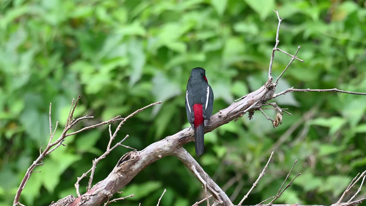 visto desde su espalda posado en una rama seca mientras una mariposa vuela de derecha a izquierda