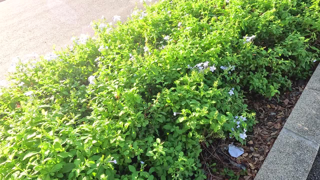 Vibrant green bushes with small flowers under bright sunlight in a park setting, showcasing natural beauty and tranquility