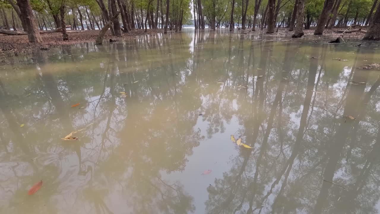 Closeup mangrove roots rising through the muddy soil in a tropical wetland forest, highlighting nature adaptation to tidal environments and its role in coastal protection, carbon capture, Sundarbans