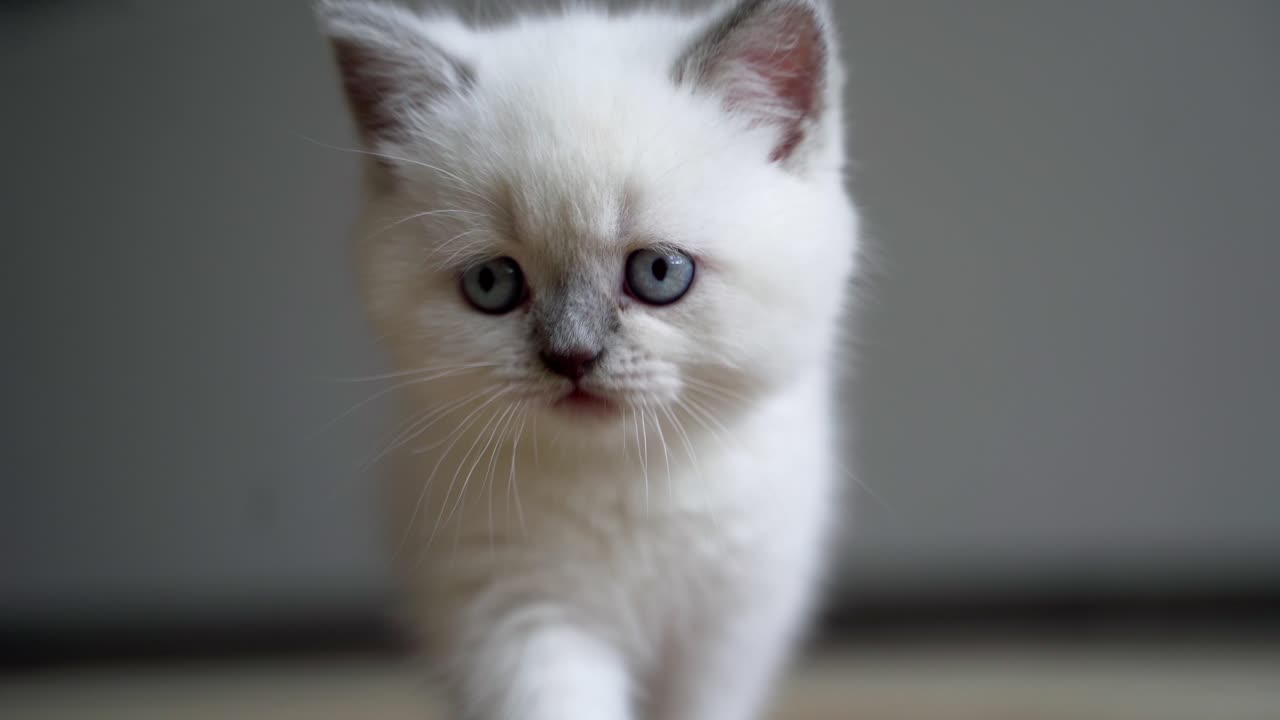 Cute shorthair white kitten. Portrait of small white kitten at home