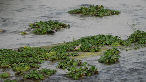 -Ein-Grünschenkel-Auf-Der-Suche-Nach-Nahrung-Auf-Einer-Mit-Wasserhyazinthen-Bedeckten-Sandbank-In-Einem-Fluss