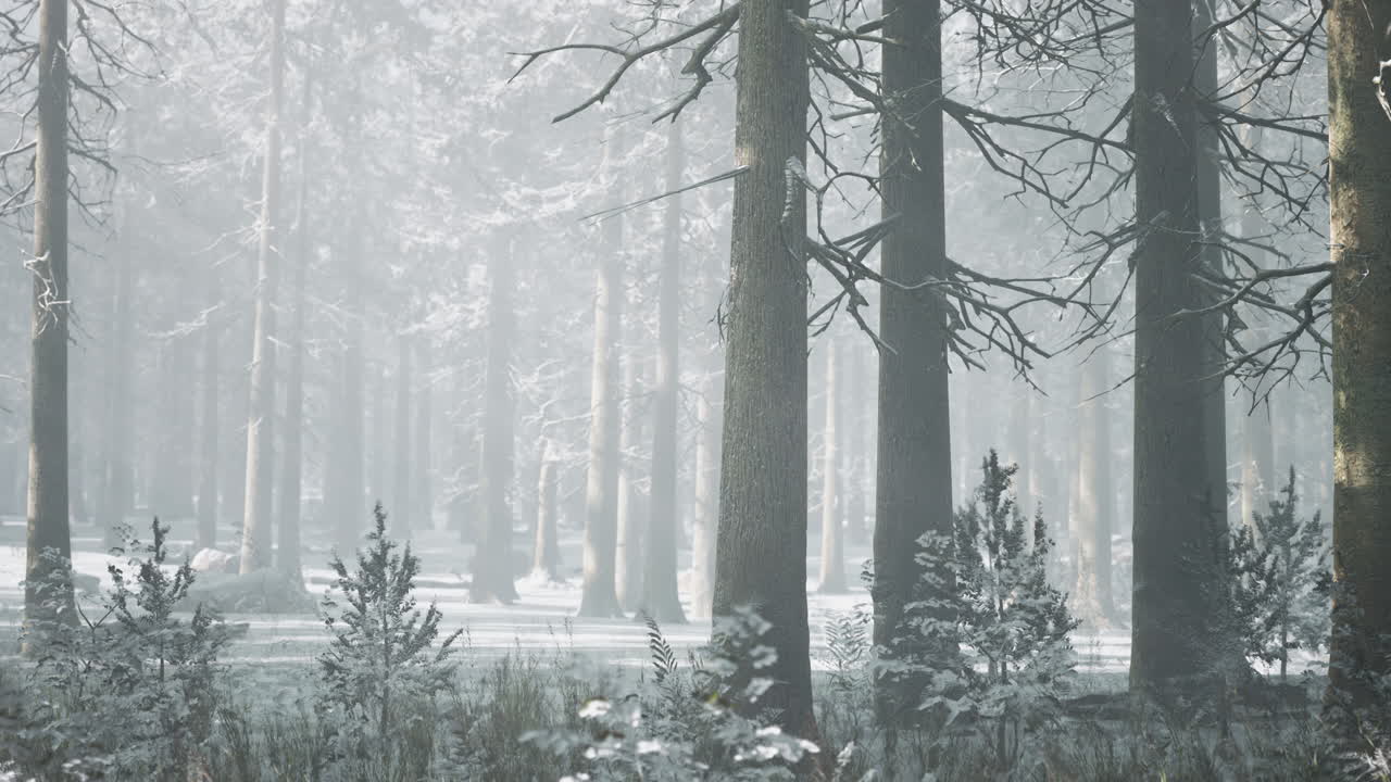눈으로  ⁇ 인 겨울 소나무 숲에서 일몰 또는 일출