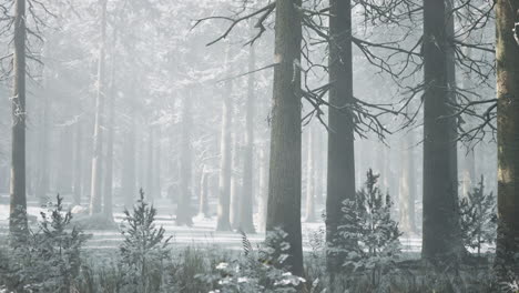 sunset or sunrise in the winter pine forest covered with a snow