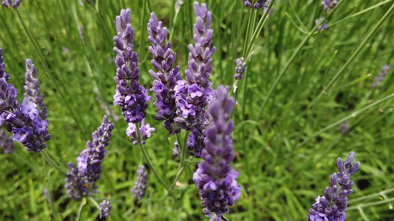 시골 정원에서 라벤더 꽃의 근접