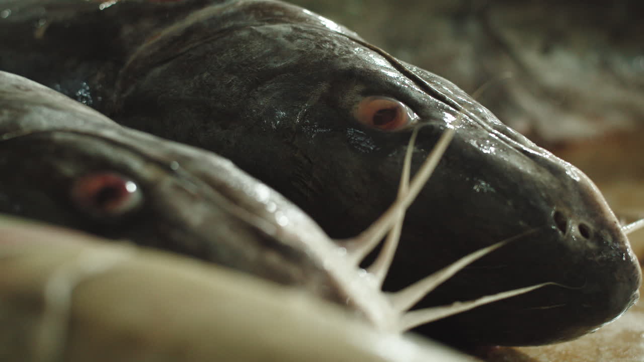 две головы сома с открытыми глазами и парами колючек, крупным планом