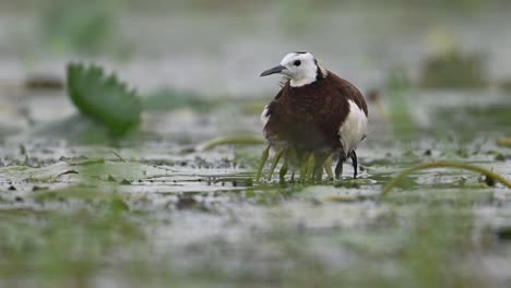 jacana de cola de faisán escondiendo pollitos bajo sus alas para salvarlos de la lluvia