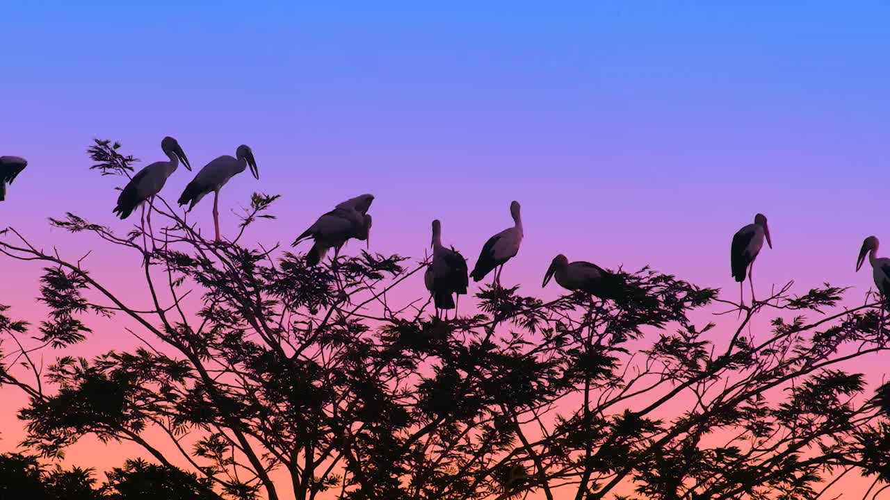una bandada de aves de las cigüeñas marabú descansando en el nido al atardecer