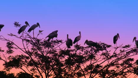 a flock of marabou storks birds resting in nest at sunset