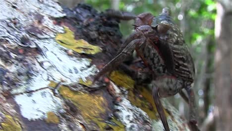 a crab climbs up a tree