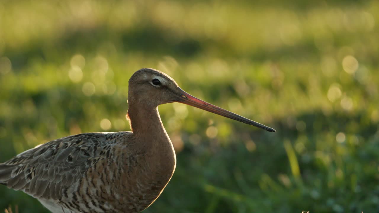 el godwit de cola negra en el campo de hierba