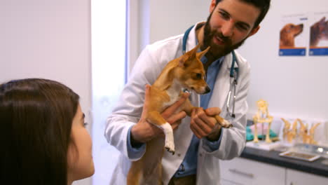 vet is examining a dog