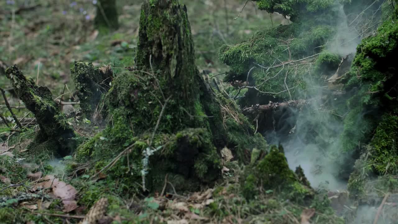 Smoke rising from under green moss among rotten stumps in dense forest