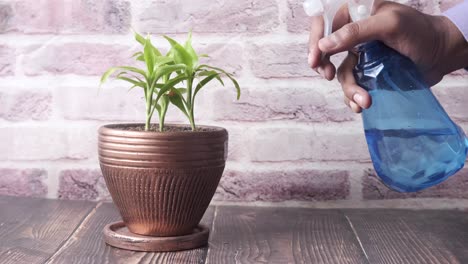 watering a potted plant