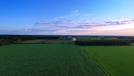 flight over the green fields with agricultural plants growing on. irrigation system works at backdrop