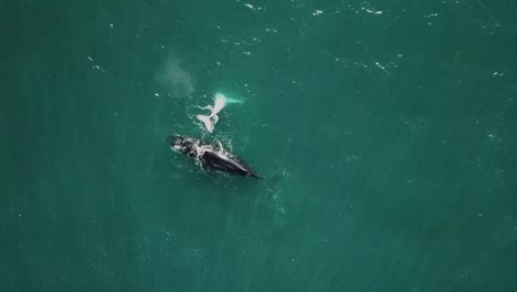 Toma-Aérea-De-La-Madre-Y-La-Cría-De-Ballenas-Jorobadas-Saltando