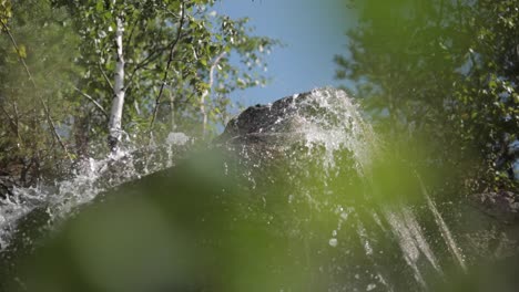 water cascading down a rock in a forest