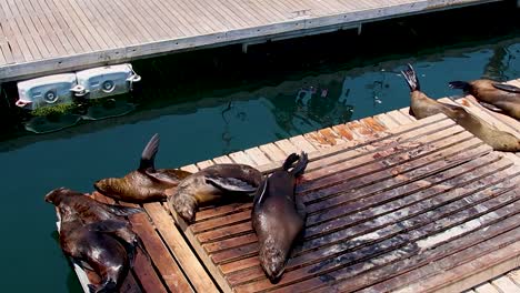 Cámara-Lenta-De-Lobos-Marinos-Del-Cabo-En-Una-Plataforma-Horneándose-Al-Sol