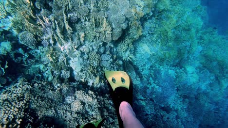 coral reef in red sea egypt