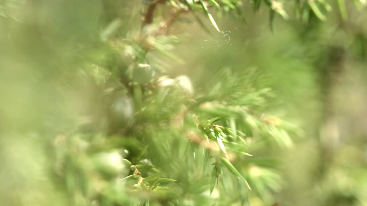Green branches of juniper with unripe fruits. Unripe cone berries of Juniperus
