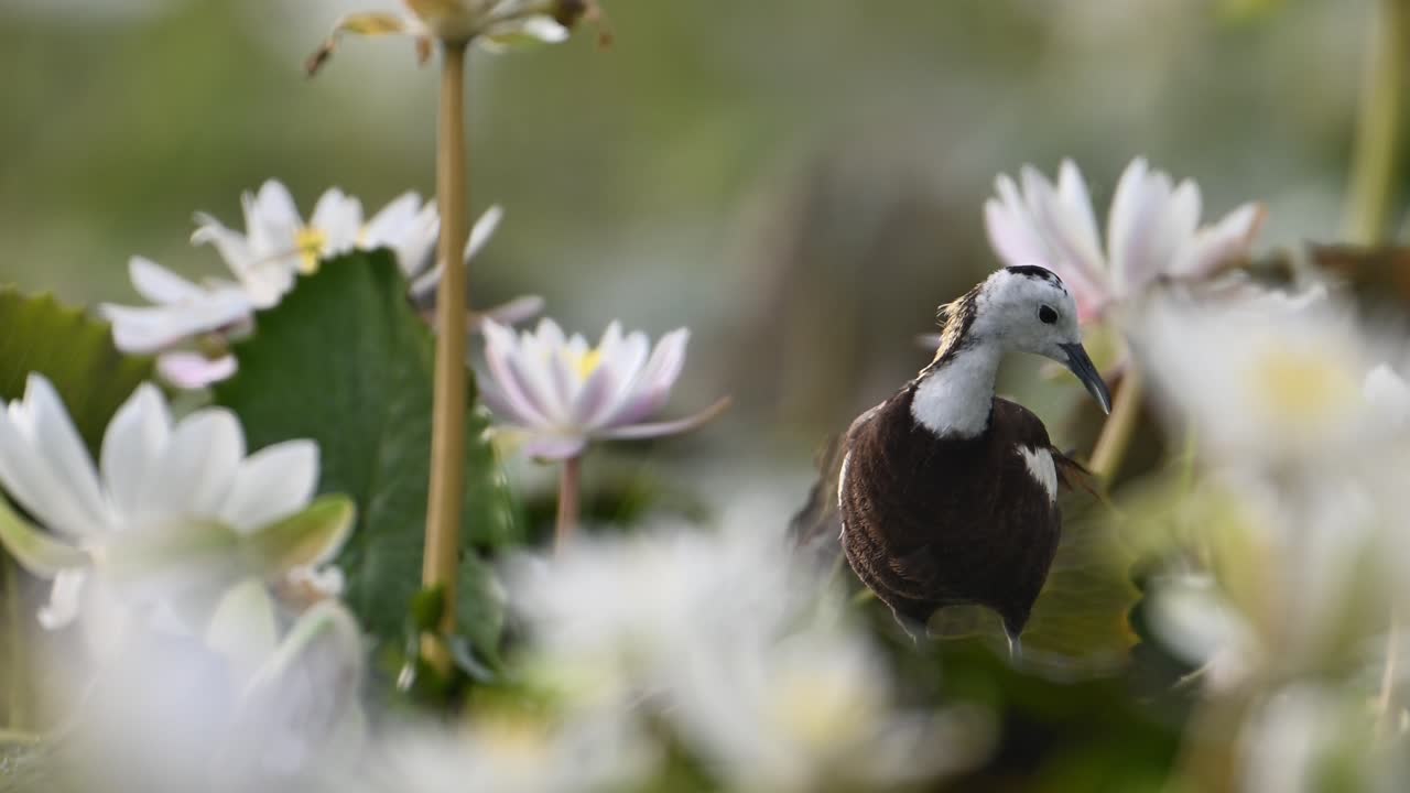 primer plano de jacana de cola de faisán la reina de los humedales en el hermoso hábitat de las flores de lirio de agua