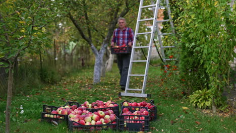 adult male walks by the garden holding a box full of red apples. man brings all the boxes with fruit in one spot.
