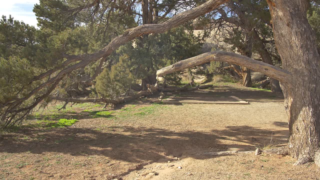 empuje a través de enebros sinuosos en el desierto de utah