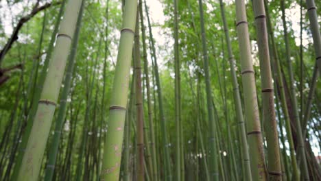 Looking-up-at-green-tree-tops-in-a-bamboo-forest,-spinning-around,-vertigo-effect