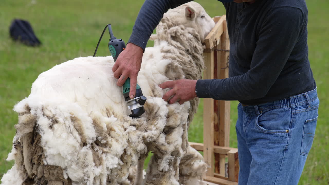 Worker shearing beautiful sheep. Farmer uses electric clipper to cut sheep's wool on the farm. Production of soft ecological wool.